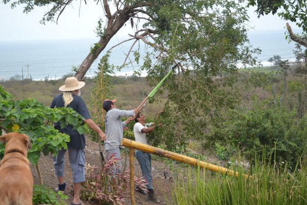 Tree trimming